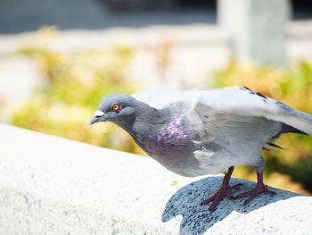 Close-up of pigeon flying