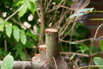 Close-up of mushroom growing on field