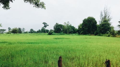 Scenic view of grassy field