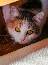 Close-up portrait of cat at home