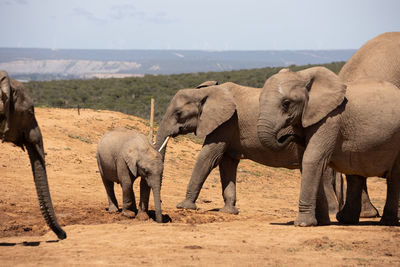 View of elephant