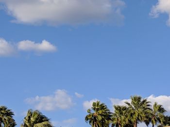 Low angle view of palm trees against blue sky