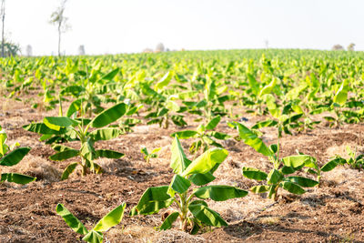 Plants growing on field