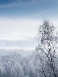 Low angle view of bare trees against sky