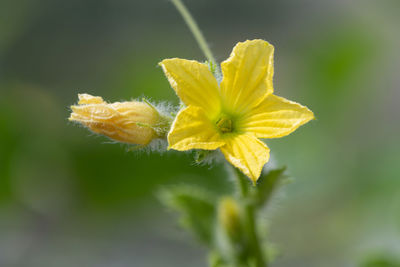 Close up of a melon flower in bloom