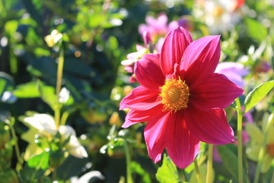 Close-up of hibiscus blooming outdoors