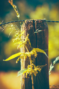 Close-up of plant against blurred background