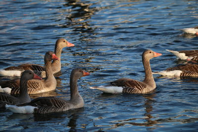 Ducks swimming in lake