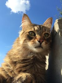 Portrait of cat against sky