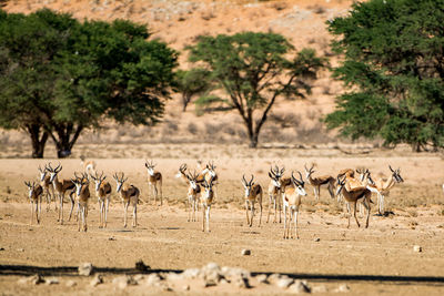Herd of gazelle on landscape