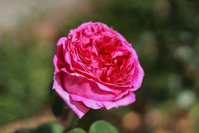 Close-up of pink rose