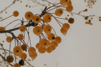 Low angle view of decoration hanging on branch against sky