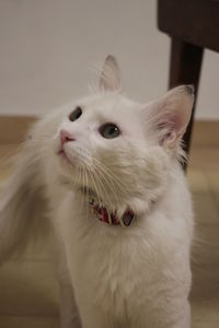 Close-up of cat at home