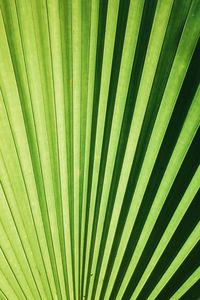 Full frame shot of palm leaf