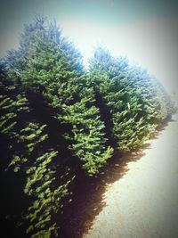 Trees growing in park