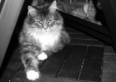 Portrait of cat sitting on floor