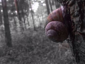 Close-up of snail on tree trunk