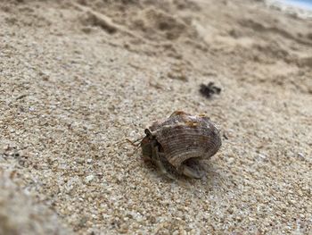 High angle view of shell on sand