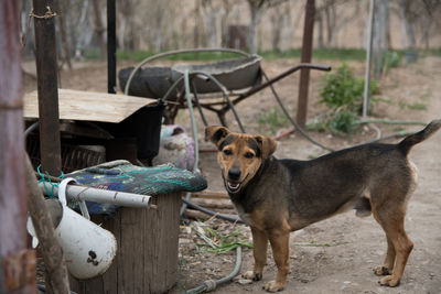 Close-up of dog