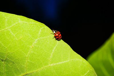 Close-up of ladybug on leaf