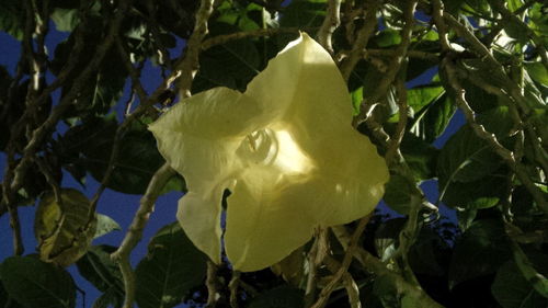 Close-up of flowers on tree