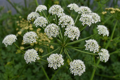 Close-up of white flowering plants