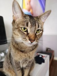 Close-up portrait of a cat at home