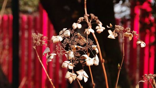 Close-up of flowers against blurred background