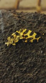 Close-up of yellow butterfly on rock