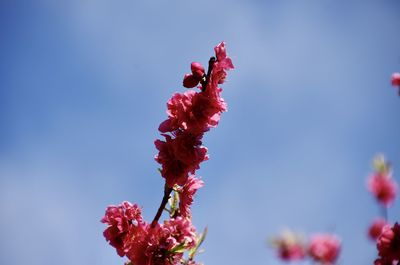 Close-up of red flowering plant against blue sky