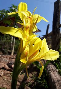 Close-up of yellow flowers