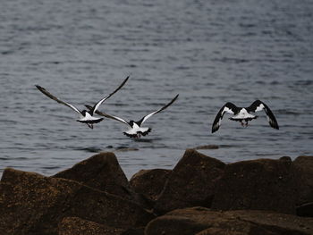 Seagulls flying over sea