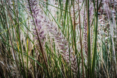 Close-up of fresh grass