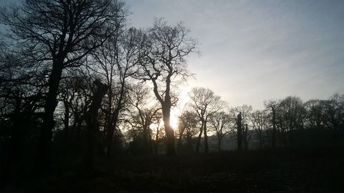 Trees in forest during sunset