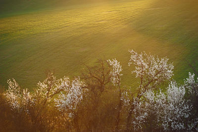 High angle view of trees by lake