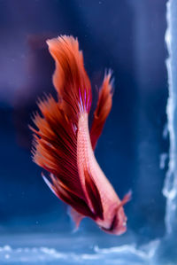 Close-up of fish swimming underwater