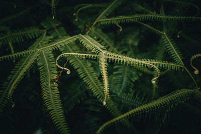 Close-up of ferns growing in forest at night