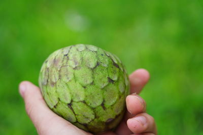 Close-up of hand holding fruit