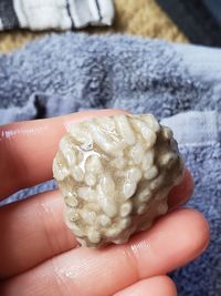 Cropped hand of person holding coral