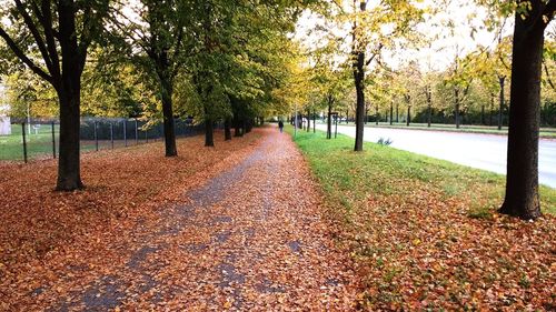 Trees in park during autumn
