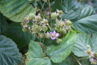 Close-up of pink flowering plant