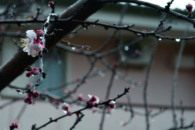 Close-up of cherry blossoms on branch