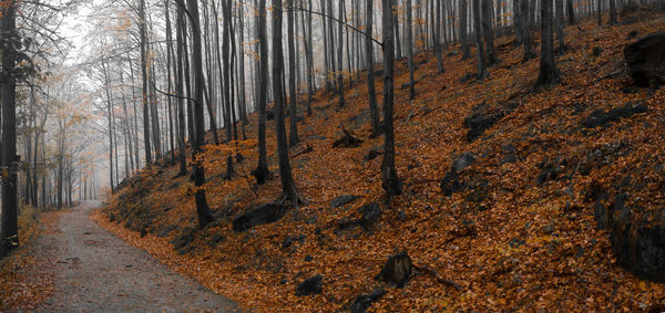 View of pine trees in forest during autumn