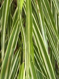 Full frame shot of palm tree