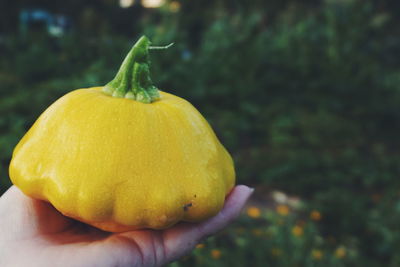 Close-up of hand holding yellow squash