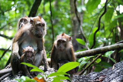 Monkey sitting in a forest