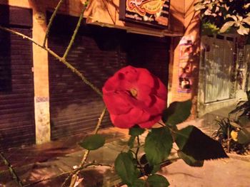 Red flowers growing on built structure