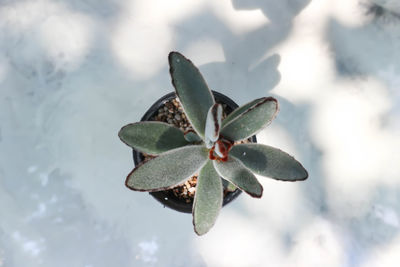 High angle view of plant