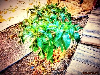 High angle view of plants
