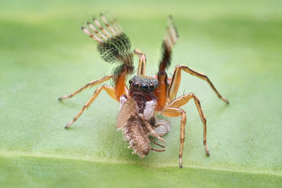 Close-up of spider